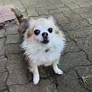 Stella