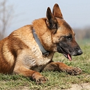 Boris