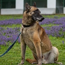Astro
