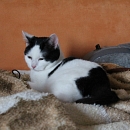 Arie