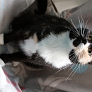 Tratatushka