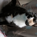 Tratatushka