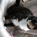 Tratatushka