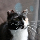 Tratatushka