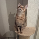 Ilaria