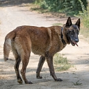 Dalzan
