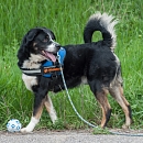 Balou