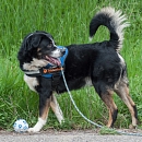 Balou