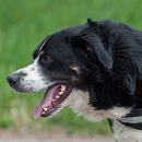 Balou