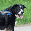 Balou