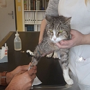 Tigerle