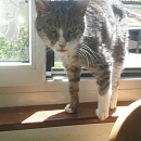Tigerle