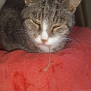 Tigerle