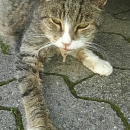 Tigerle