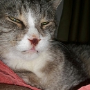 Tigerle