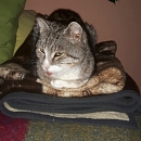 Tigerle