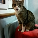 Tigerle