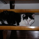 Molly