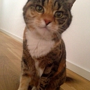 Melodie