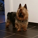 Ypso