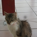 Kessy