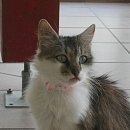 Kessy