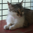 Kessy