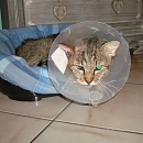Alphonse