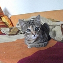 Romy