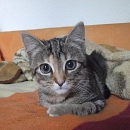 Romy