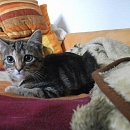 Romy