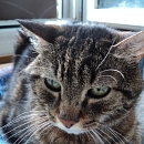 Cloe