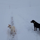 Laika