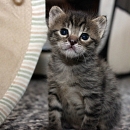 Pebbles