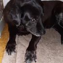 Ronja