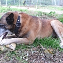 Sultan