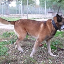 Sultan