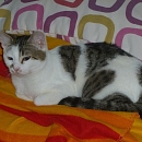 Monty