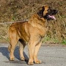 Falko