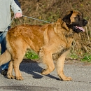 Falko