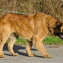 Falko