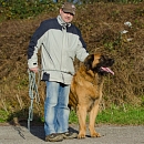 Falko
