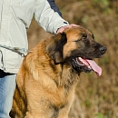 Falko