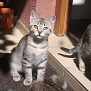 Püppy