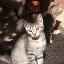 Püppy