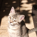 Püppy