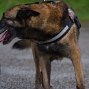 Torka