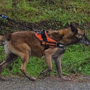 Torka