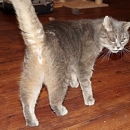 Old Bella