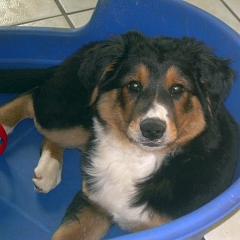 Benny 2